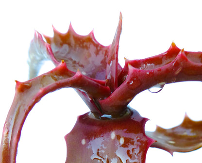 Suculenta Aloe palmiformis con hojas espinosas rojas y gotas de agua en primer plano