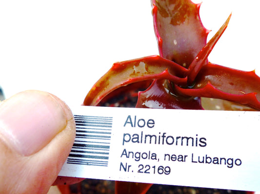 Étiquette de plante imprimée pour Aloe palmiformis avec feuilles succulentes rouges près de Lubango, Angola