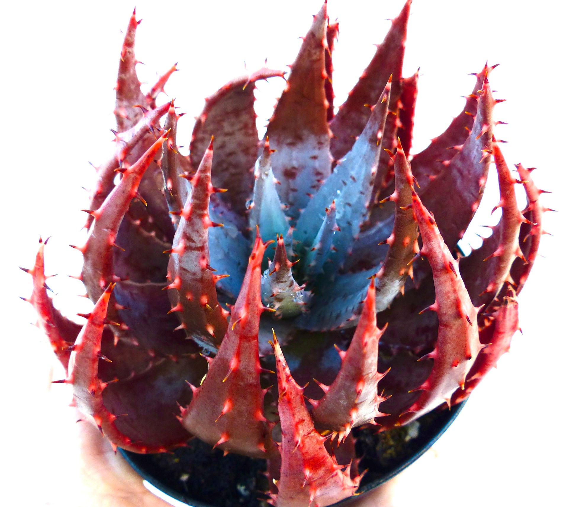 Aloe peglerae succulent avec des feuilles épaisses, pointues, rouges et vertes en forme de rosette