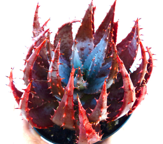 Aloe peglerae succulent avec des feuilles épaisses, pointues, rouges et vertes en forme de rosette