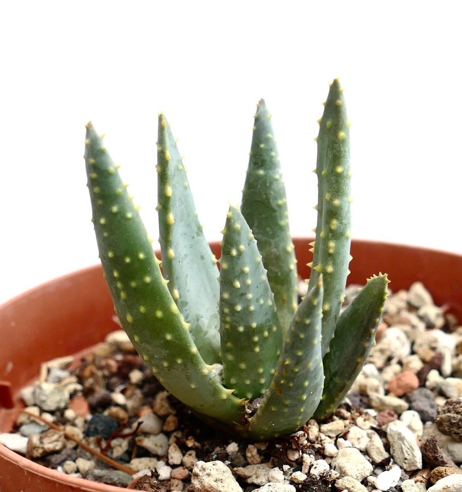 Aloe pillansii succulent with thick green leaves and prominent yellowish tubercles in pot