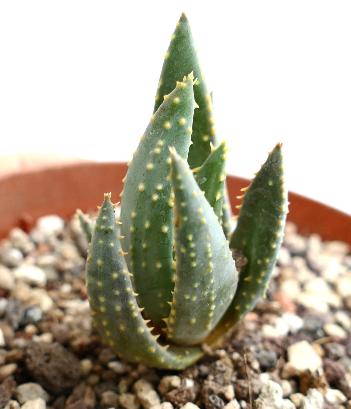 Aloe pillansii succulent with thick pointed green leaves and small yellowish spines in pot