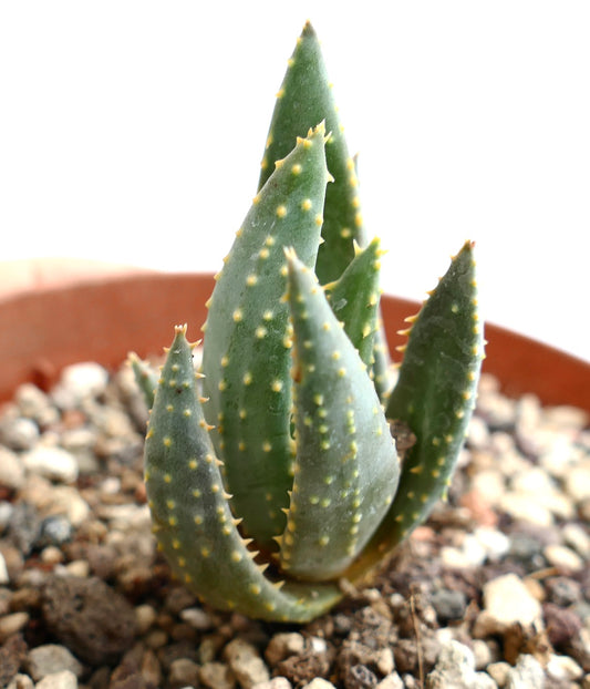 Aloe pillansii succulent with thick pointed green leaves and small yellowish spines in pot