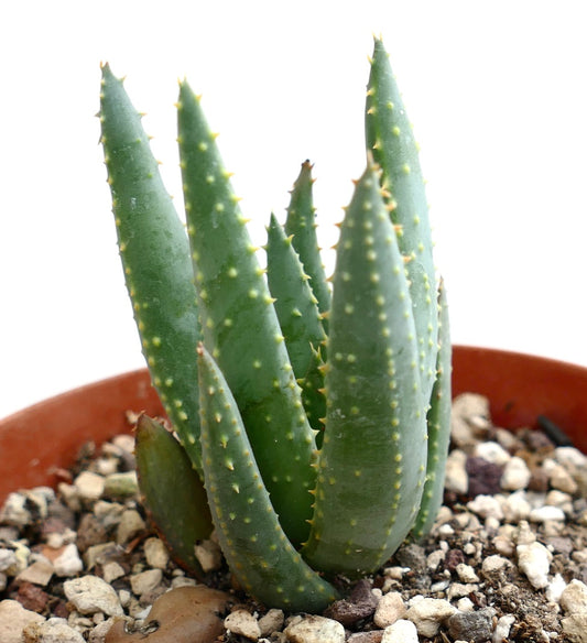 Aloe pillansii succulent with thick green leaves and small yellowish spines in pot