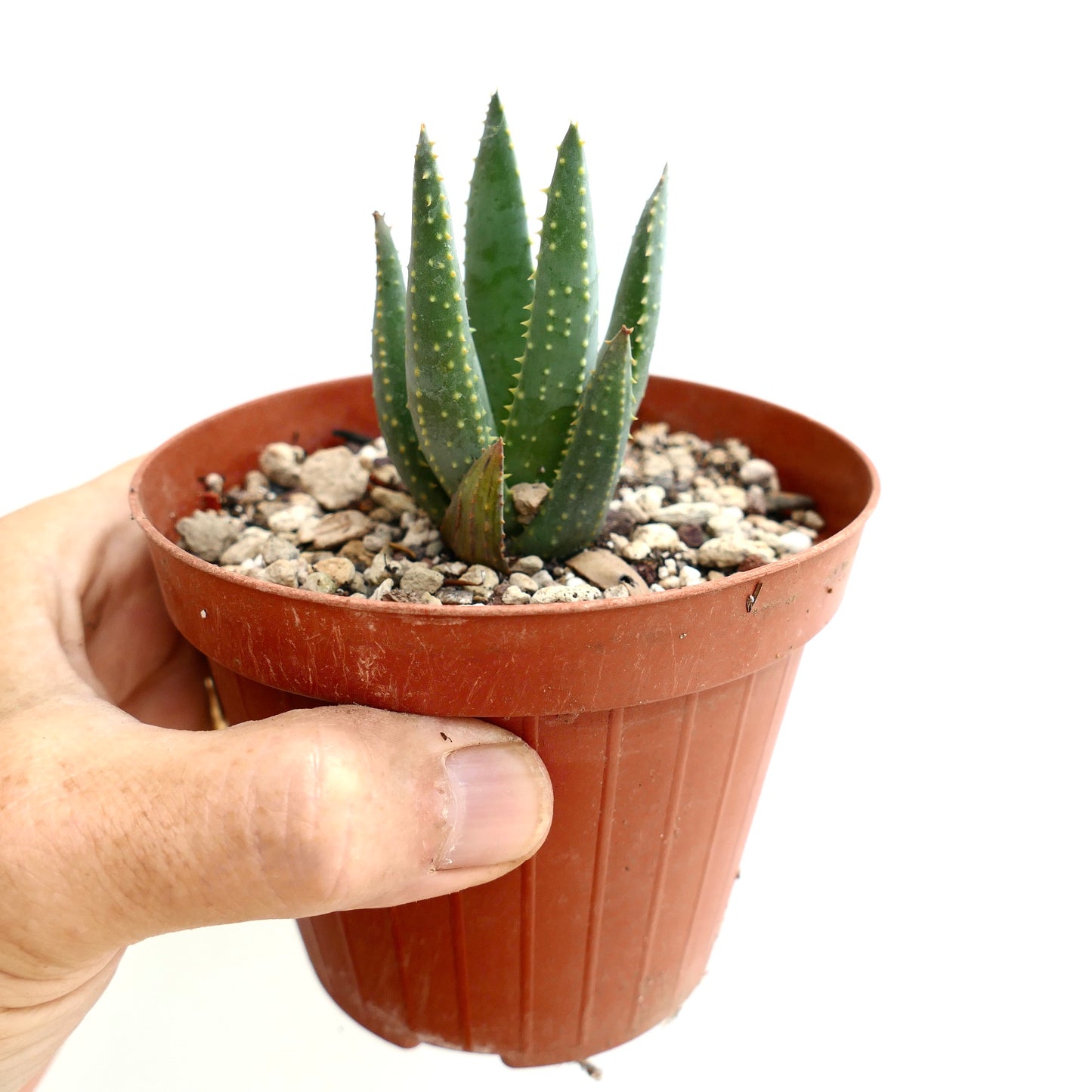 Aloe pillansii succulent with thick green spiky leaves in small brown pot held by hand