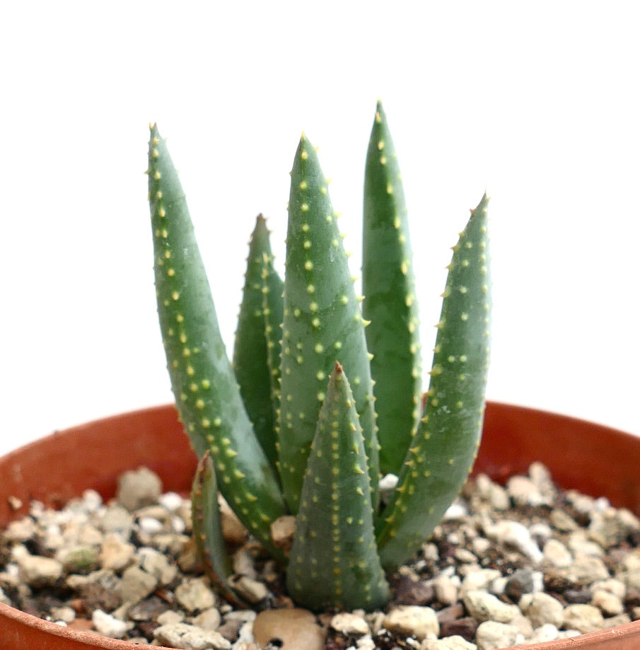 Aloe pillansii succulent with tall green spiked leaves in terracotta pot