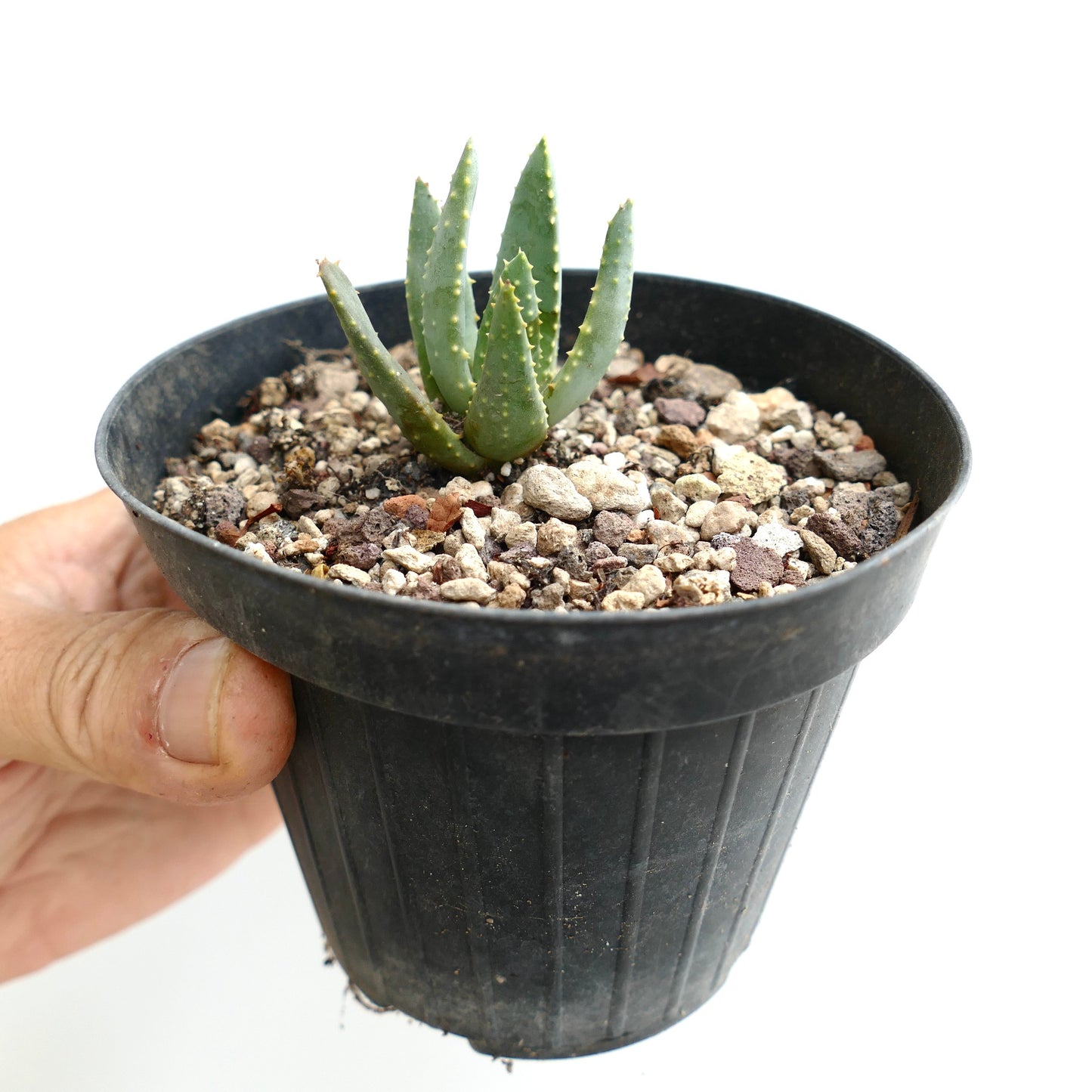Aloe pillansii succulent with thick green leaves and small white spines in black pot