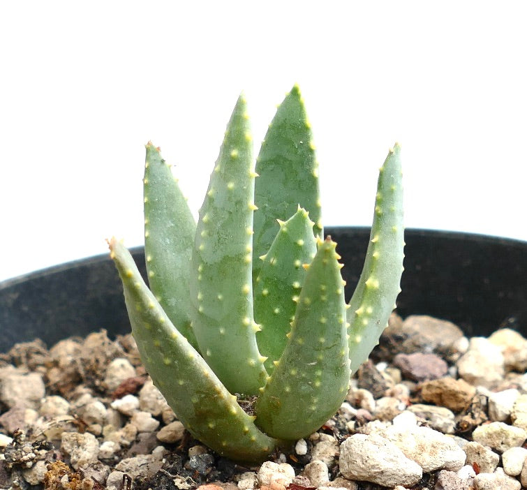 Aloe pillansii succulent with thick green leaves and small yellowish tubercles in pot