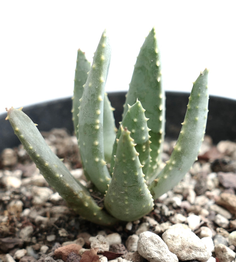 Aloe pillansii succulent with thick spiky green leaves and rough textured surface in pot