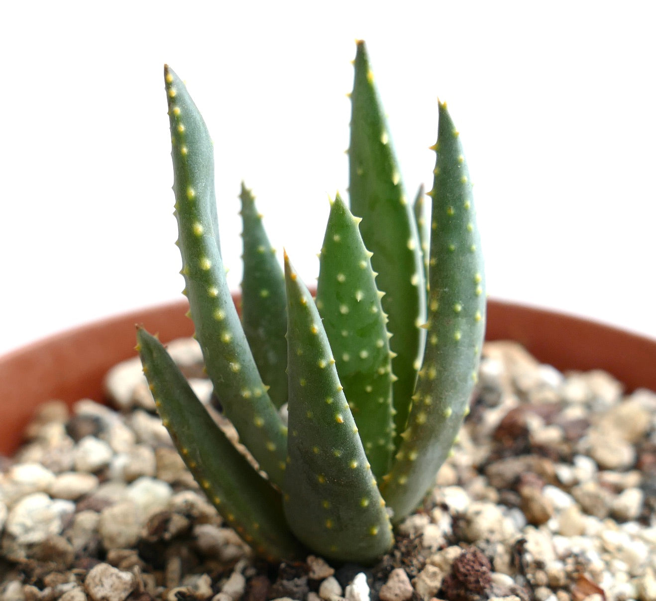 Aloe pillansii succulent with thick green leaves and small yellowish bumps in pot
