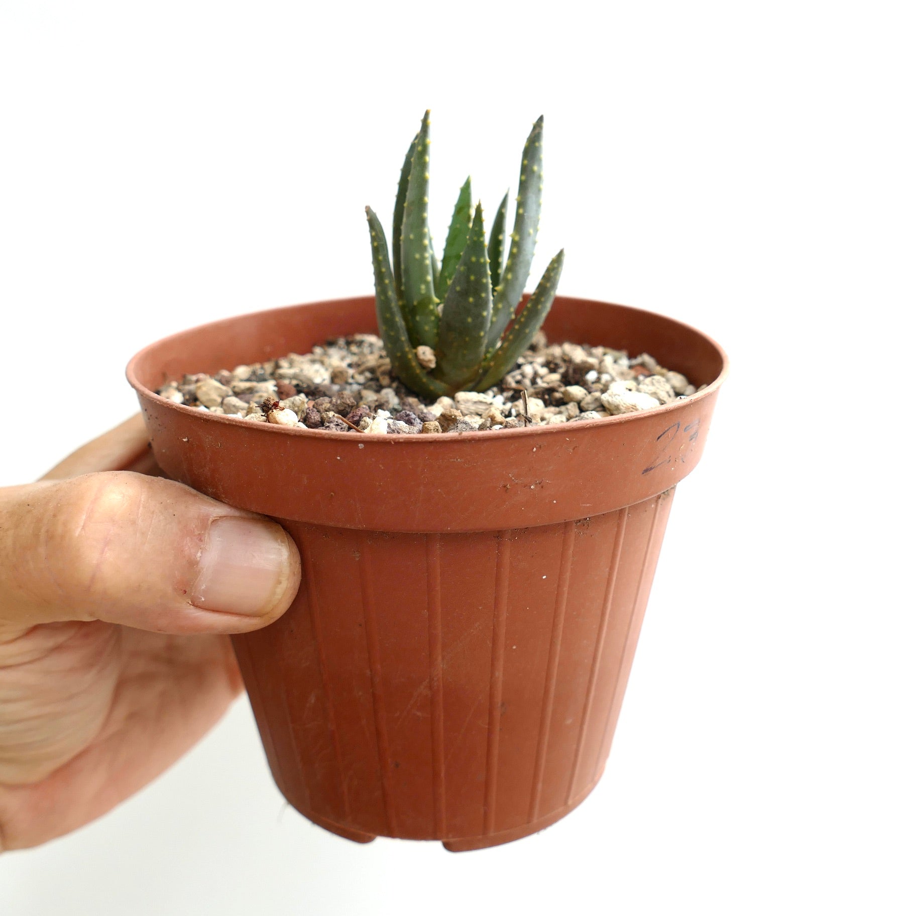 Aloe pillansii small succulent with thick green leaves and yellowish spots in brown pot