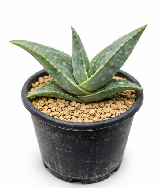 Aloe prostrata SEEDS