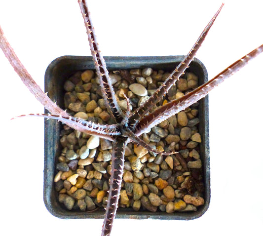 Aloe pseudoparvula rara succulenta con foglie strette spinose in vaso quadrato riempito di ghiaia