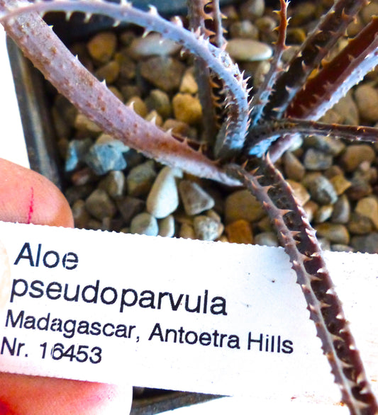 Etichetta stampata per pianta di Aloe pseudoparvula con foglie succulente spinose in vaso di ghiaia