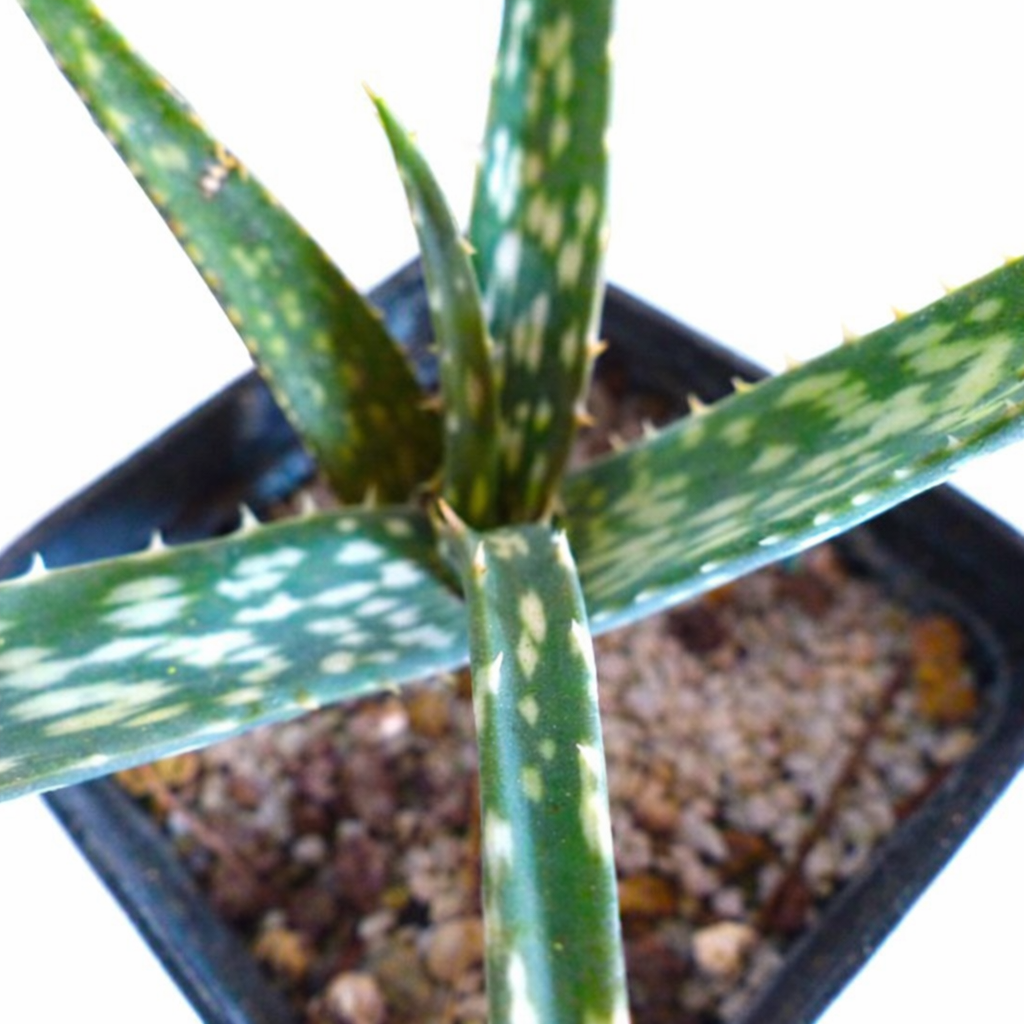 アロエ・ラバイエンシス 多肉植物、斑点のある緑色の葉と小さなとげが特徴の黒い鉢入り