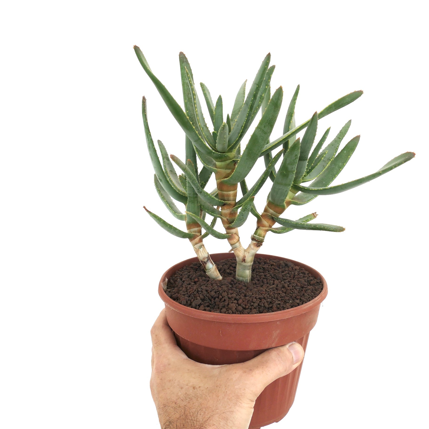 Aloe ramosissima succulent with slender green leaves and thick woody stems in pot held by hand