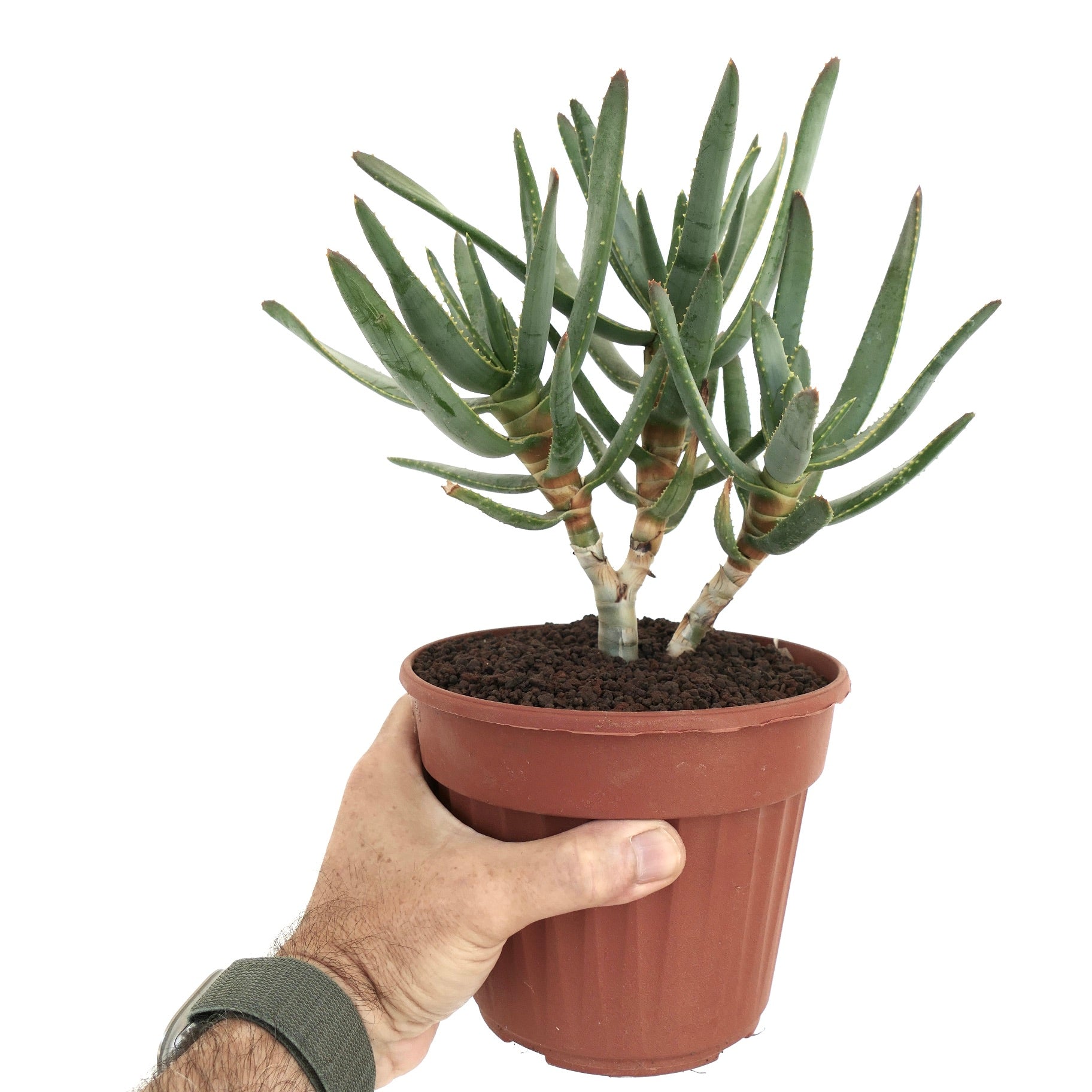 Aloe ramosissima succulent with slender green leaves and small spines in terracotta pot