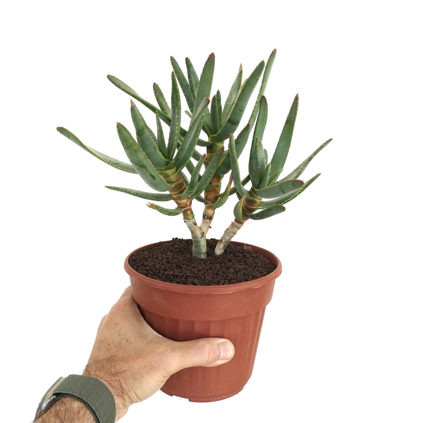Aloe ramosissima succulent with slender green leaves and thick stems in terracotta pot held by hand