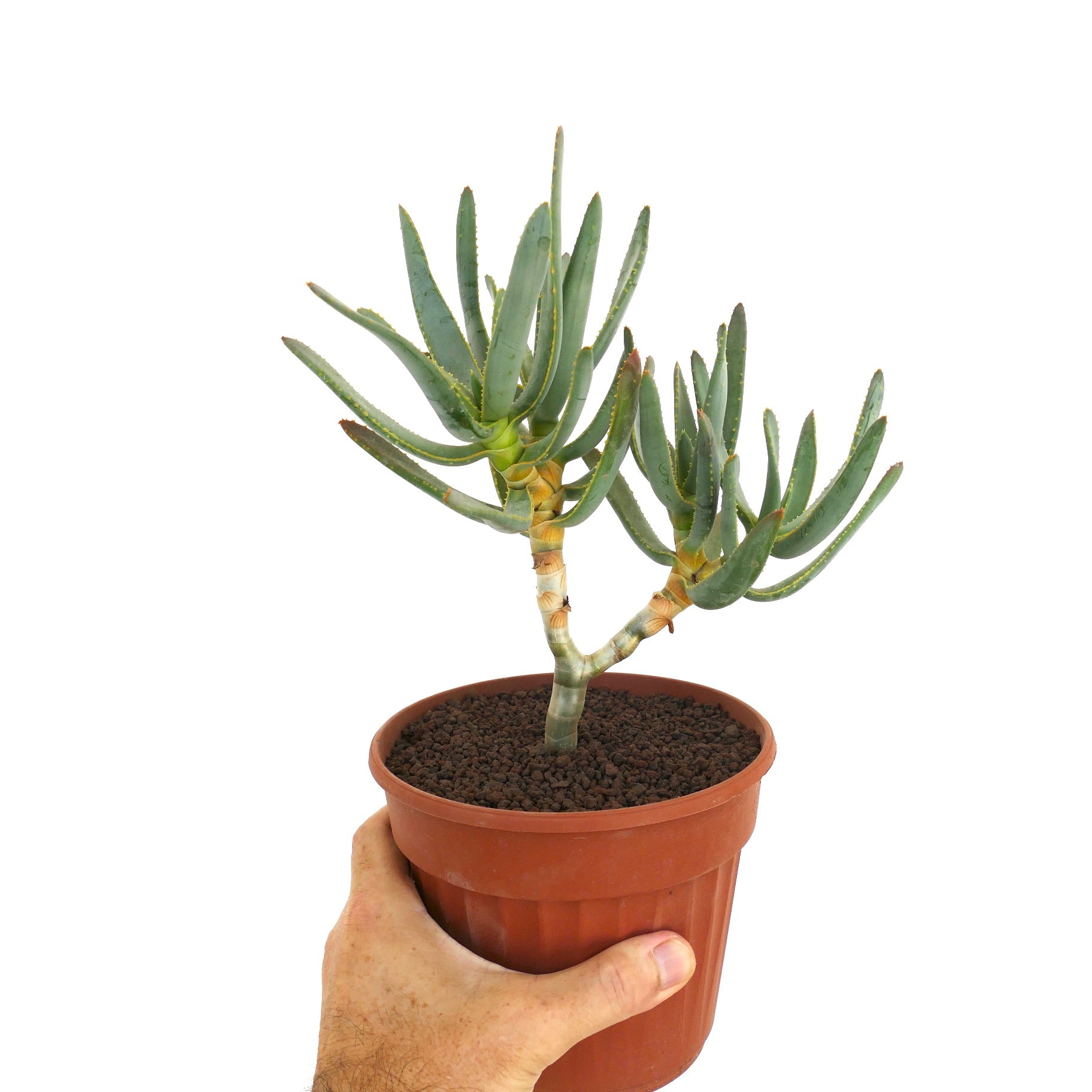 Aloe ramosissima succulent with slender blue-green leaves and branching stems in pot