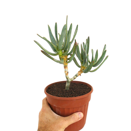 Aloe ramosissima succulent with slender blue-green leaves and branching stems in pot