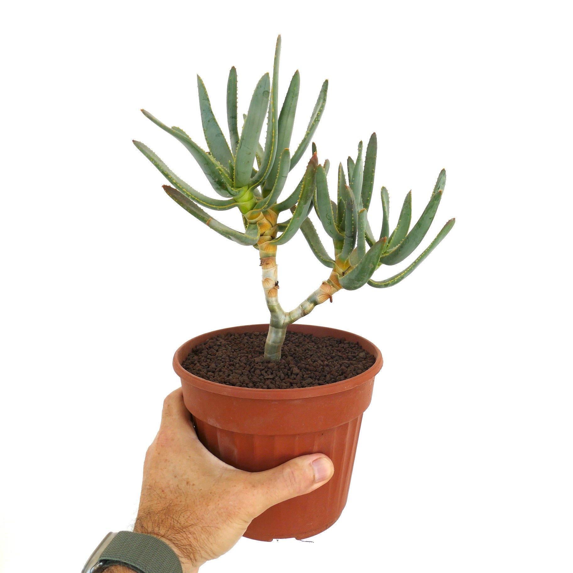 アロエ ラモシシマ（Aloe ramosissima） fit=scale-down,w=1200