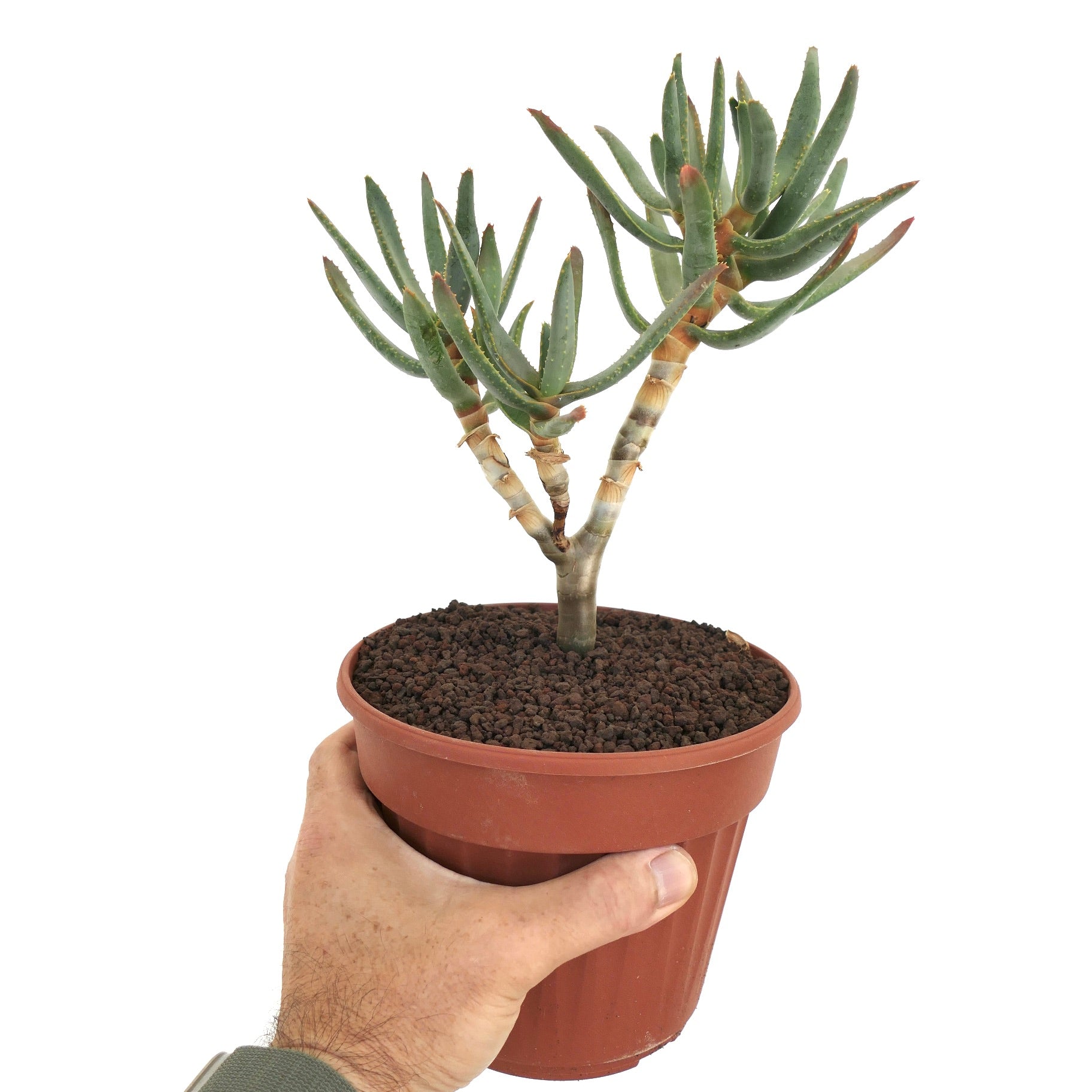 아로에 라모시시마 다육식물, 가는 녹색 잎과 가시 있는 가장자리, 작은 화분에 담김