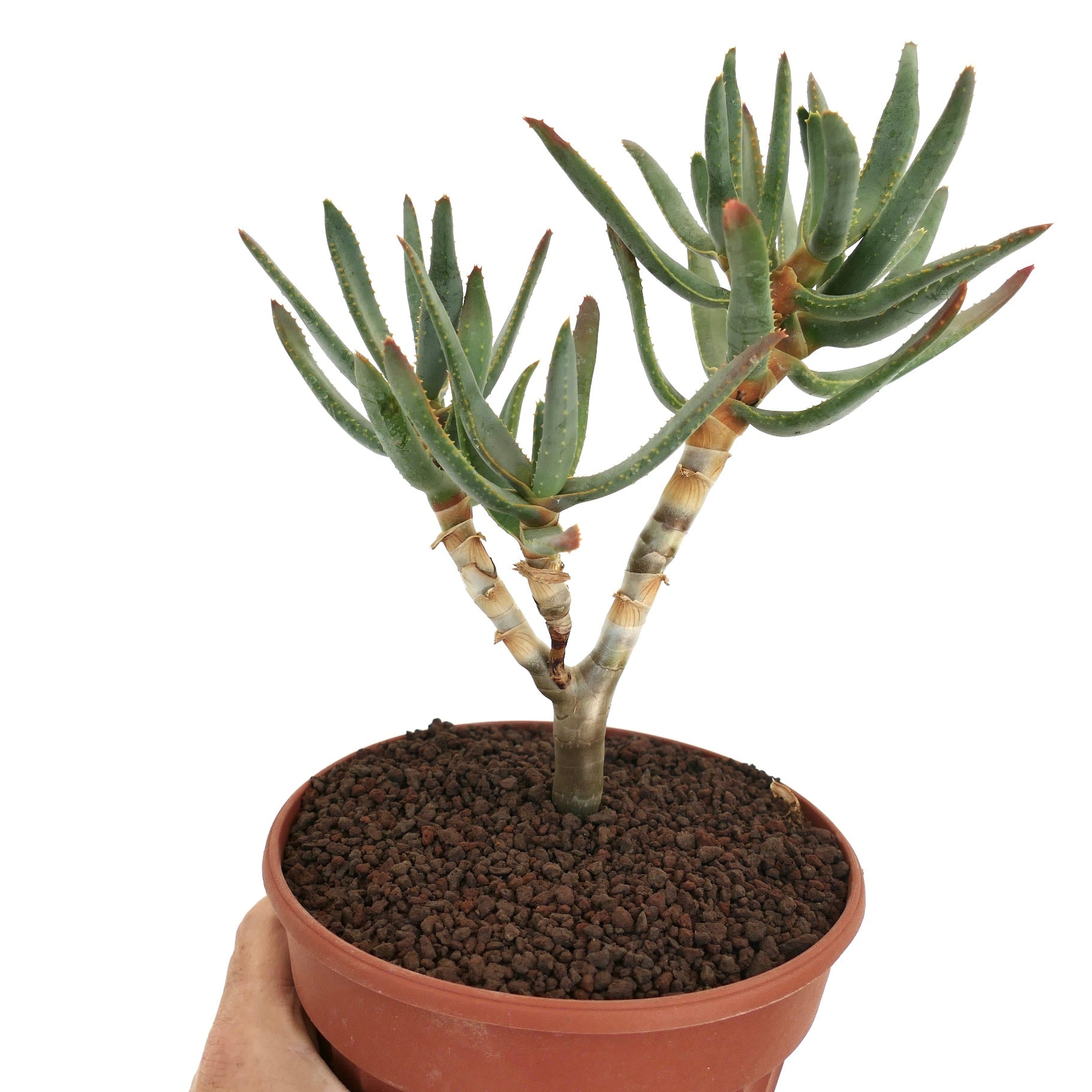 테라코타 화분에 담긴 가느다란 초록 잎과 붉은 끝을 가진 알로에 라모시시마 다육식물