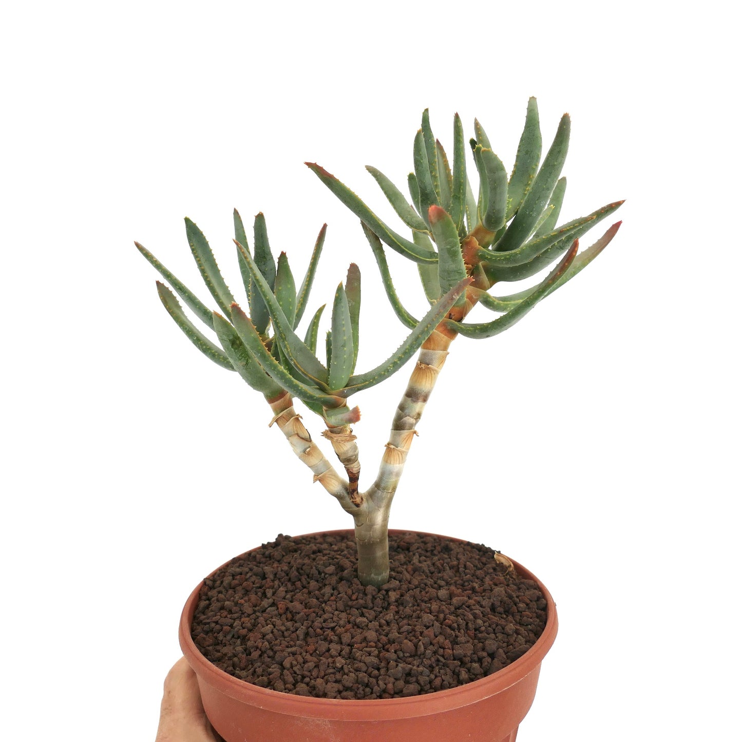 가느다란 녹색 잎과 붉은 끝을 가진 알로에 라모시시마 다육식물이 테라코타 화분에 담겨 있습니다