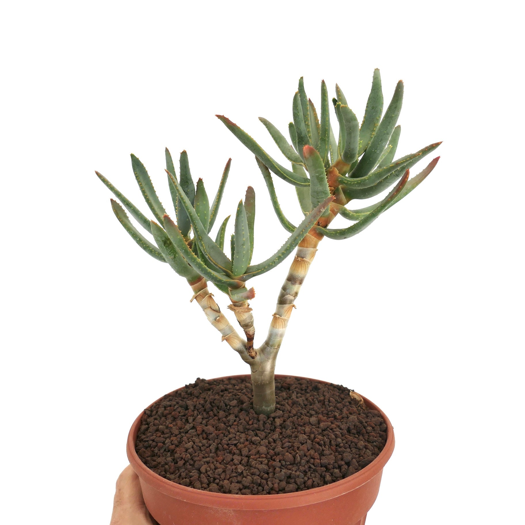 가느다란 녹색 잎과 붉은 끝을 가진 알로에 라모시시마 다육식물이 테라코타 화분에 담겨 있습니다