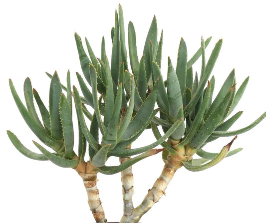 Aloe ramosissima raro succulento con foglie verdi sottili e bordi spinati