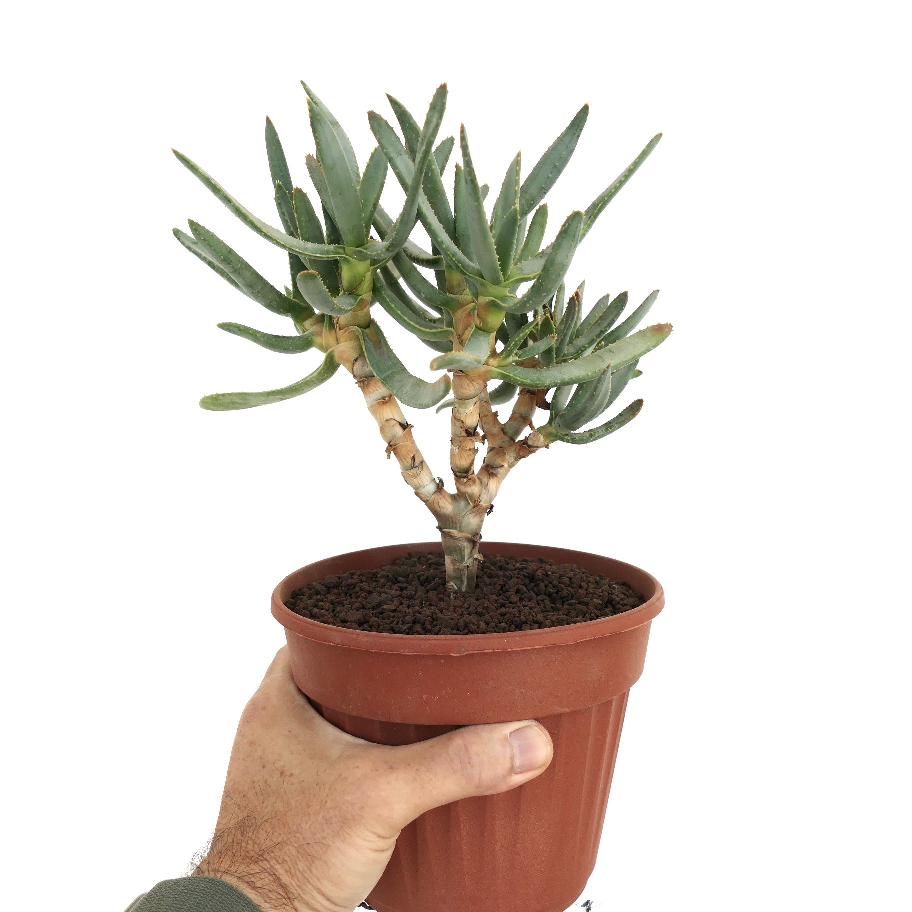 Aloe ramosissima | Botanical Archive | Exotic Succulents Online