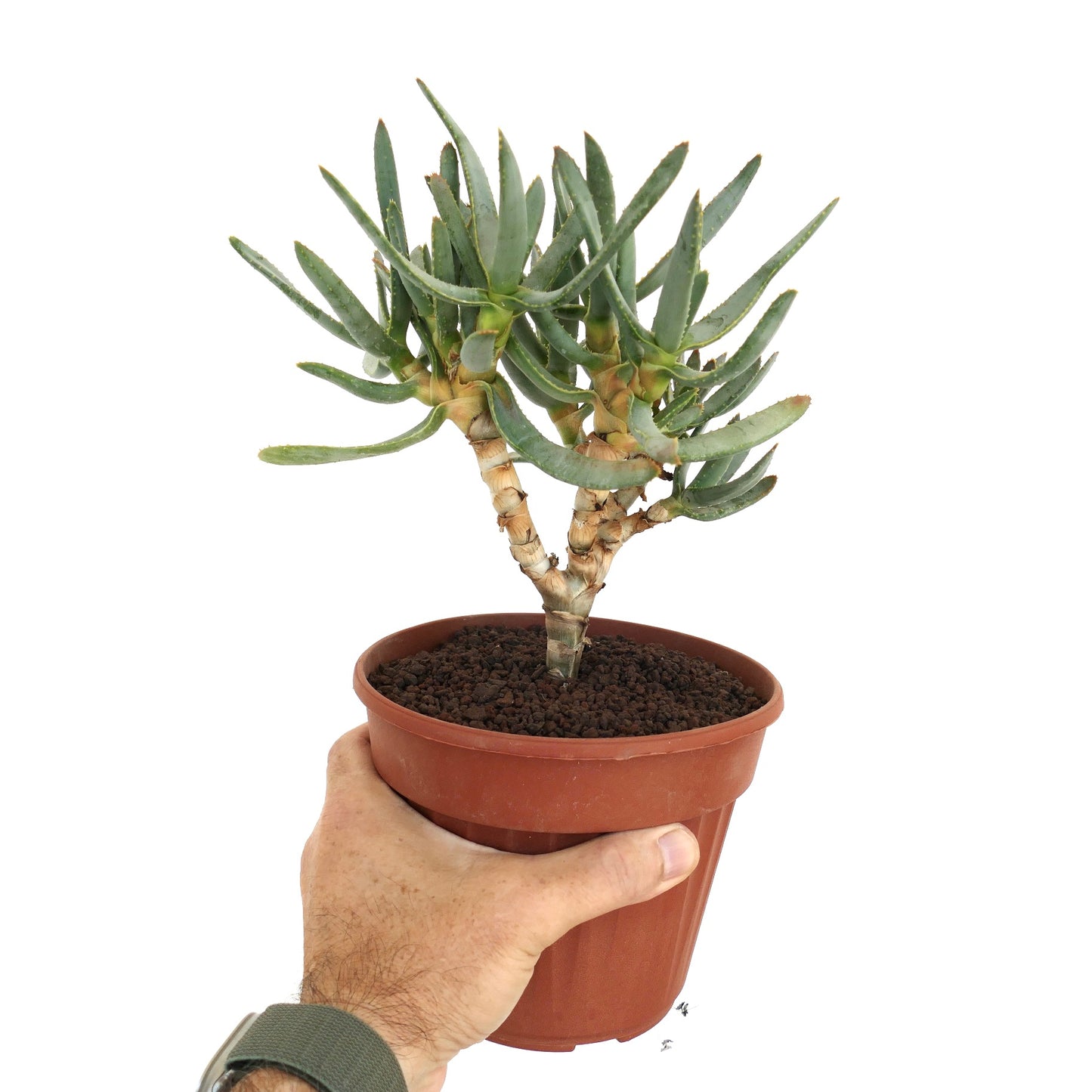 Aloe ramosissima succulent with slender green leaves and thick branching stems in pot