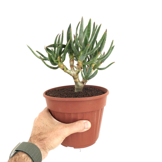 Aloe ramosissima succulent with thick green leaves and branching stems in terracotta pot