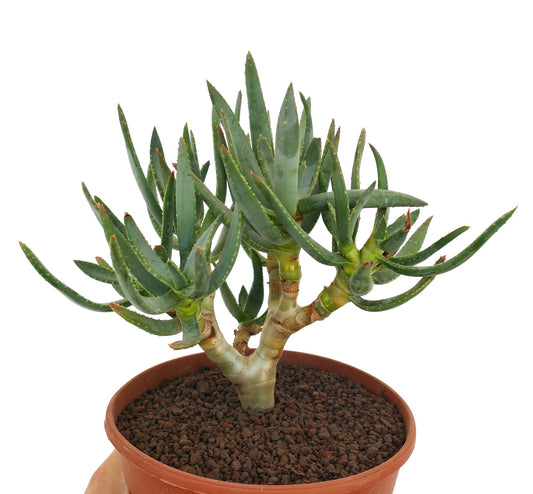 Aloe ramosissima succulent with thick green spiky leaves and branching stem in pot