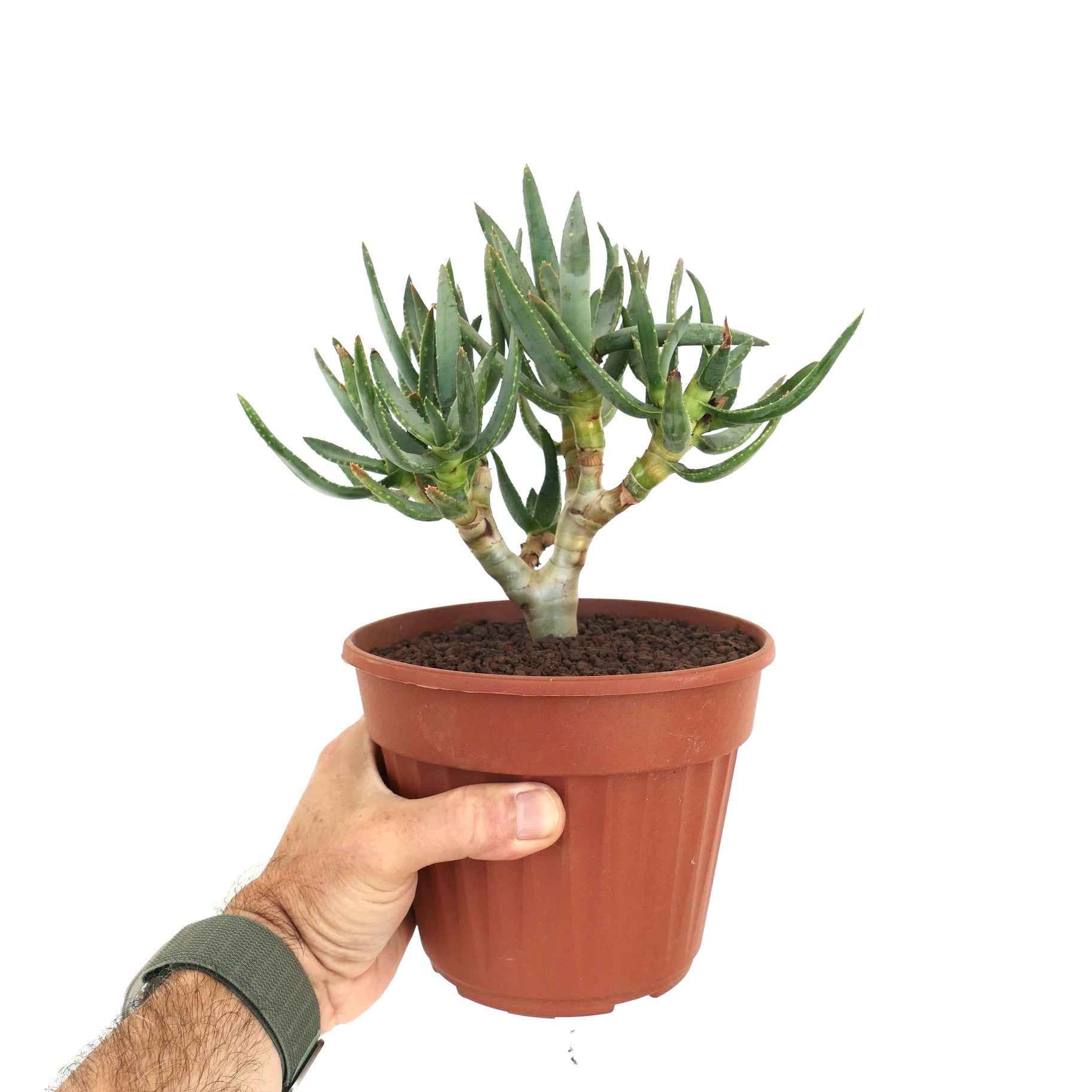 두꺼운 가지줄기와 뾰족한 녹색 잎을 가진 알로에 라모시시마 다육식물 화분