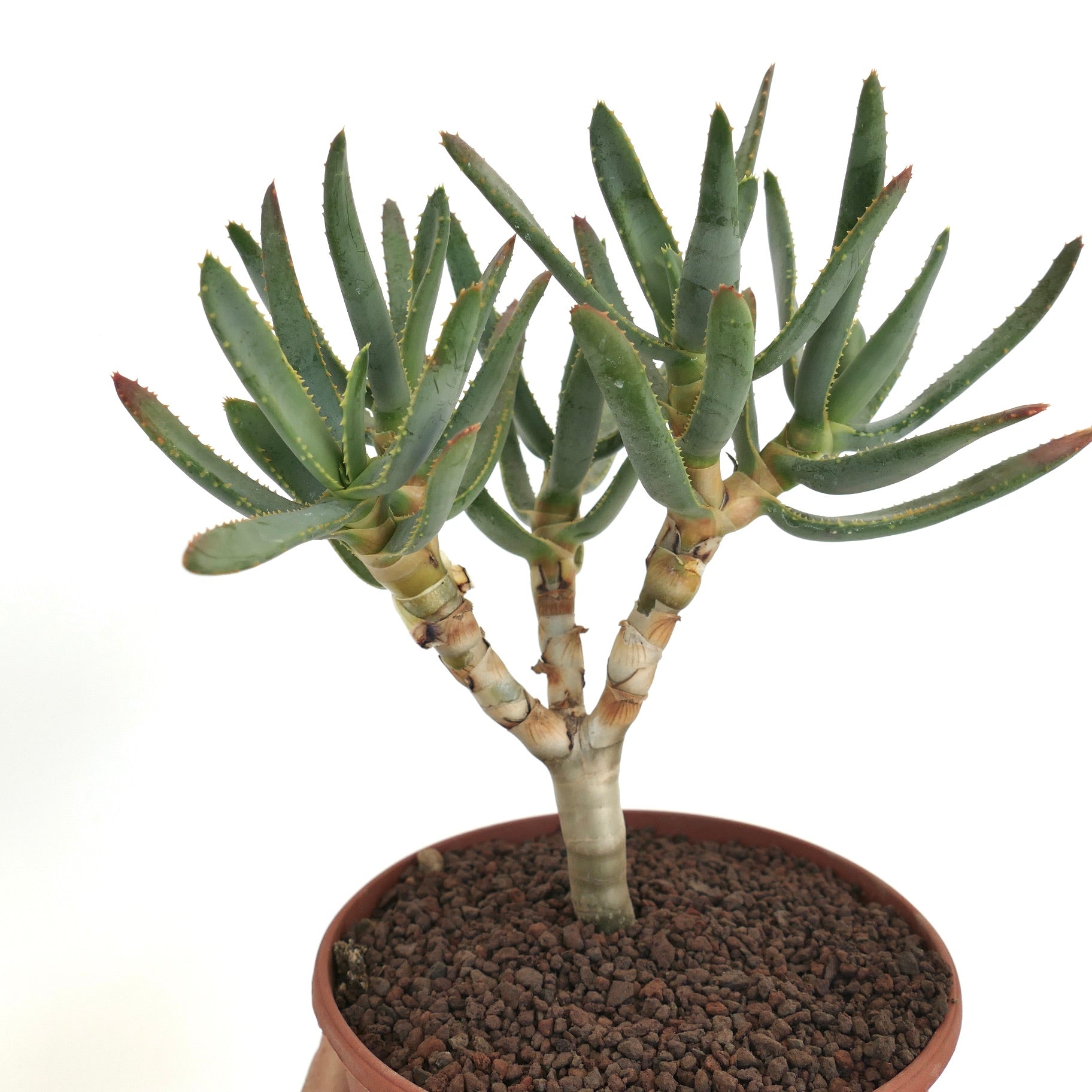 Aloe ramosissima | Botanical Archive | Enhance Your Space