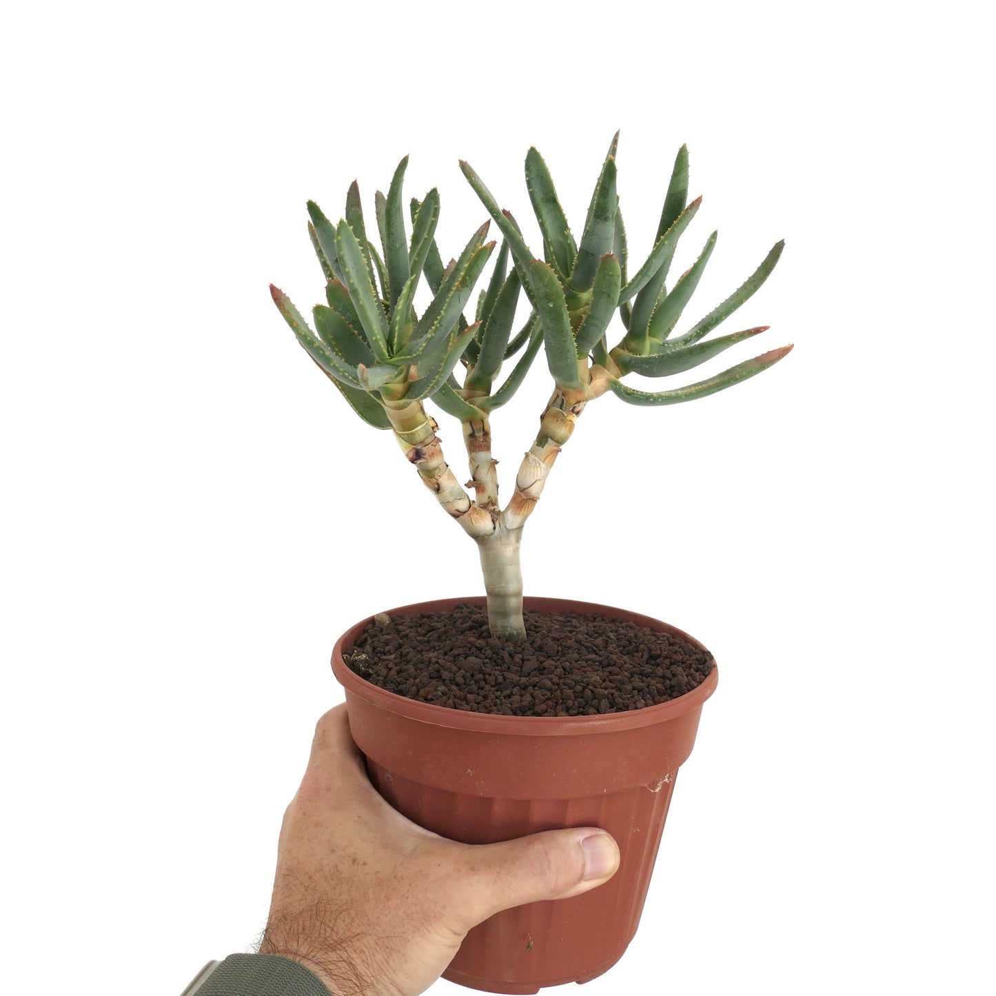 Succulenta Aloe ramosissima con foglie verdi spesse e fusti ramificati in un vaso marrone tenuto a mano