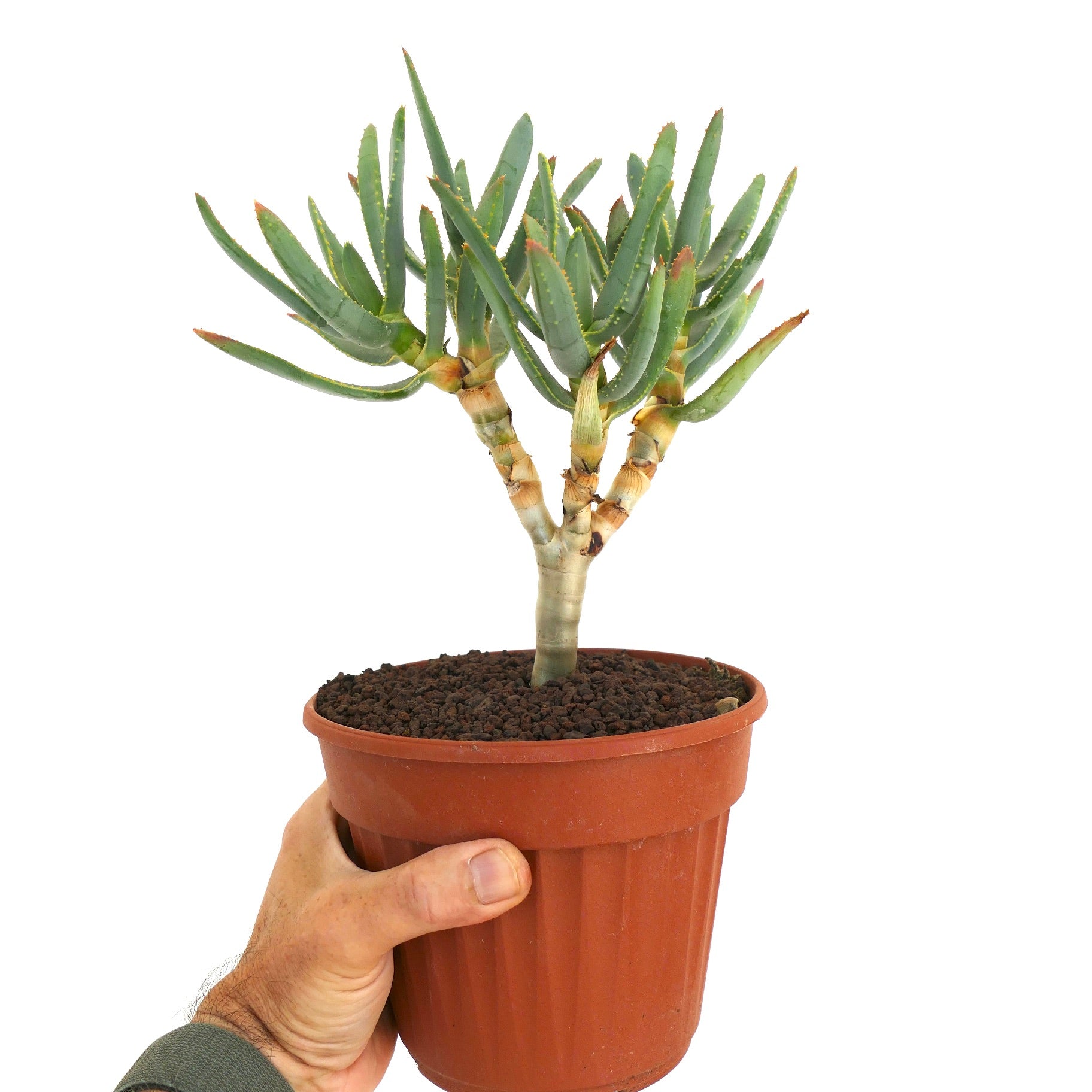 Succulenta Aloe ramosissima con sottili foglie verdi e fusto legnoso ramificato in vaso
