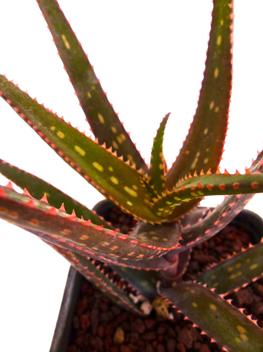 Aloe rebmannii (Nord Est di Fort Dauphin, MADAGASCAR)