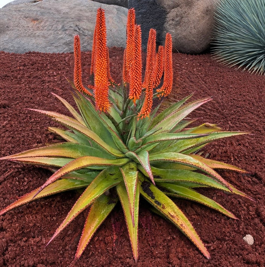 Succulenta Aloe rupestris con foglie spinose e alte infiorescenze arancioni nel pacciame del giardino