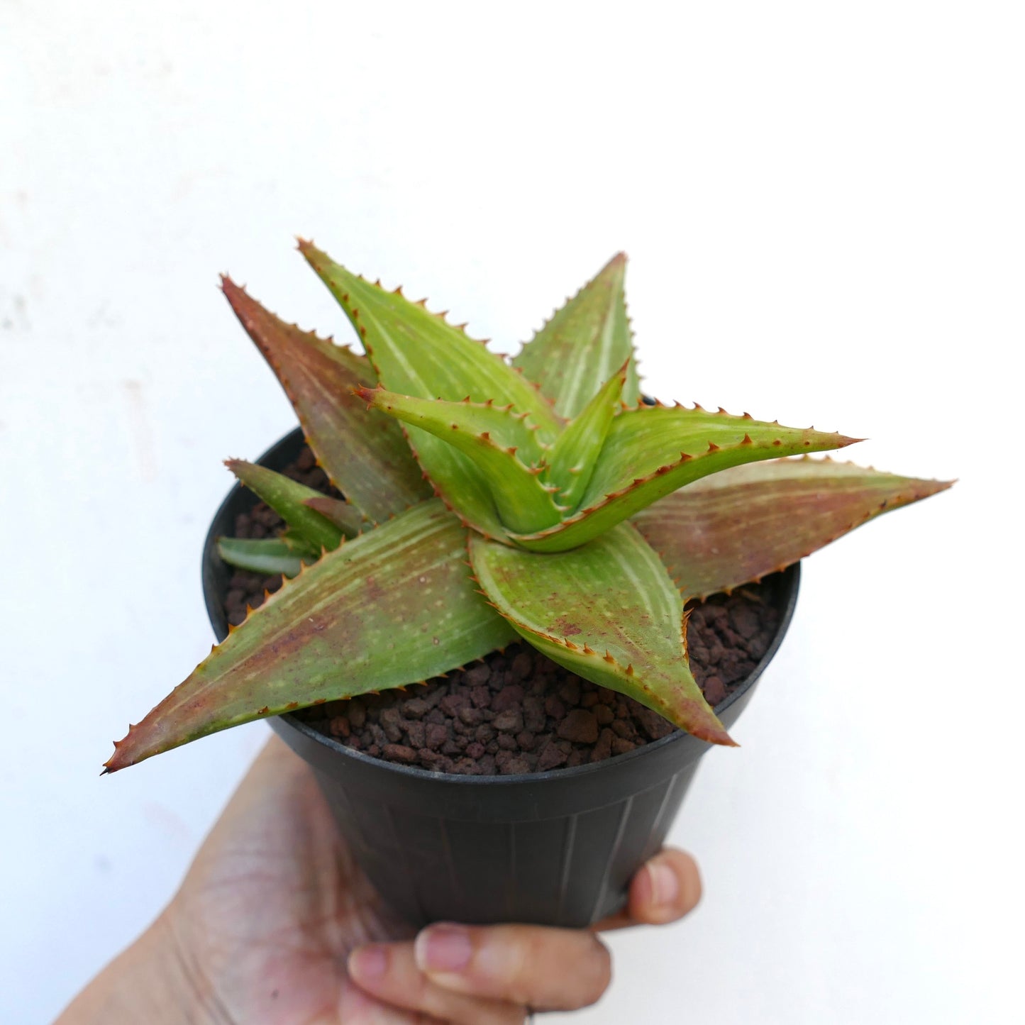 Aloe saponaria VARIEGATED C6