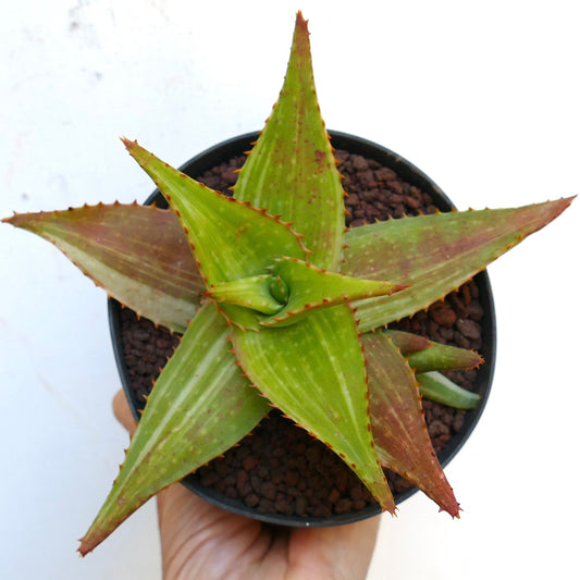 Aloe saponaria VARIEGATED C6