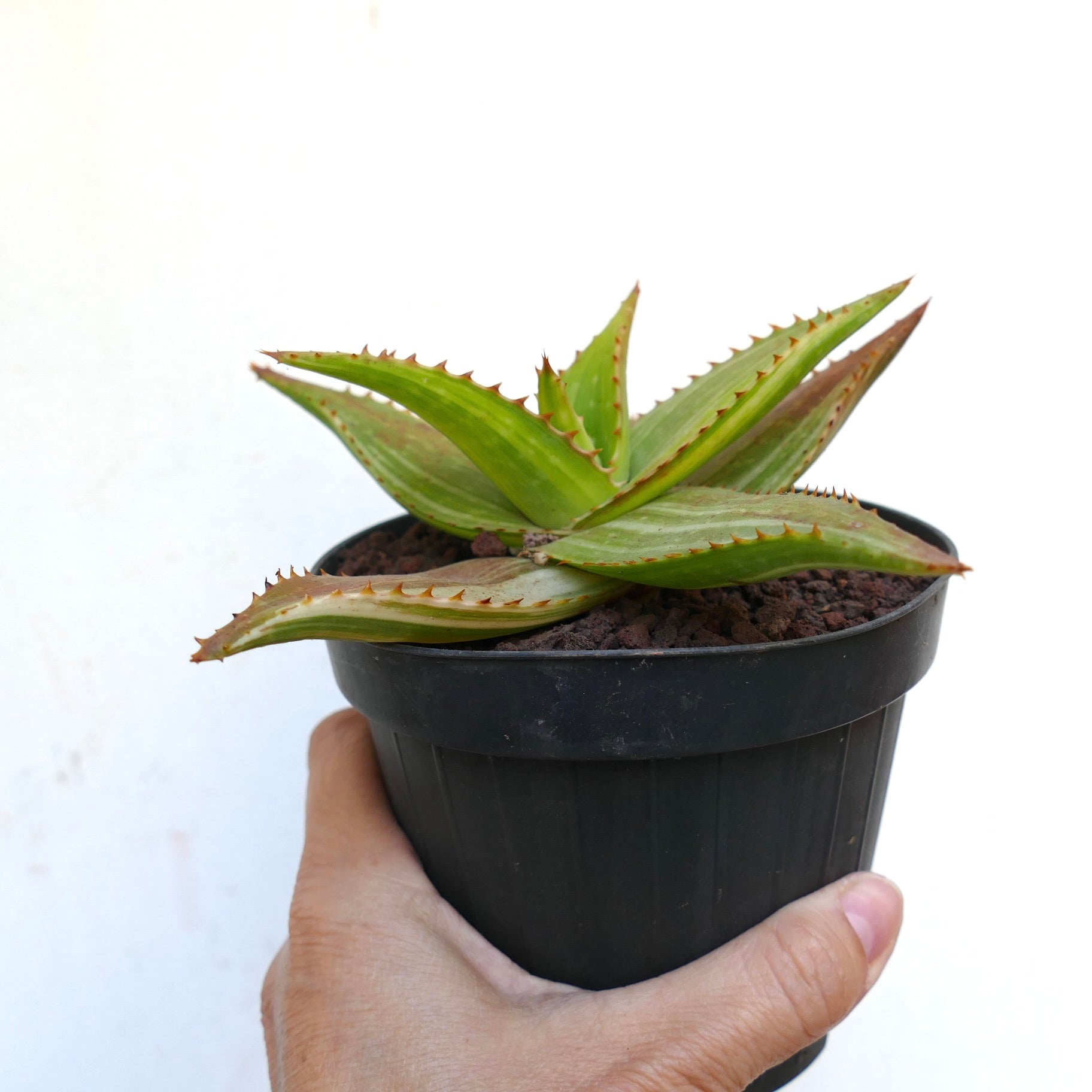 Clustering Veriegated hot Aloe Succulent