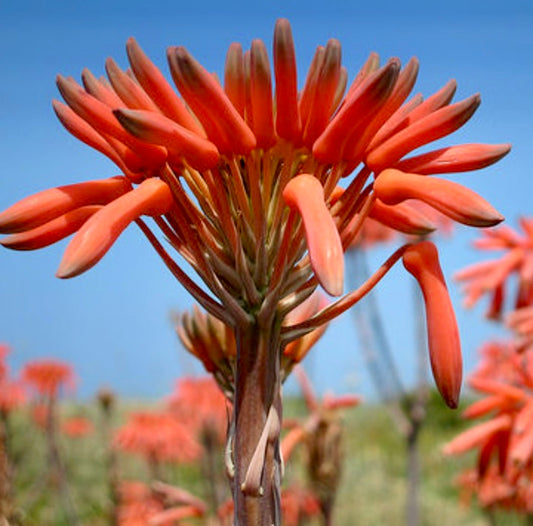 Aloe saponaria KAL810 SEEDS