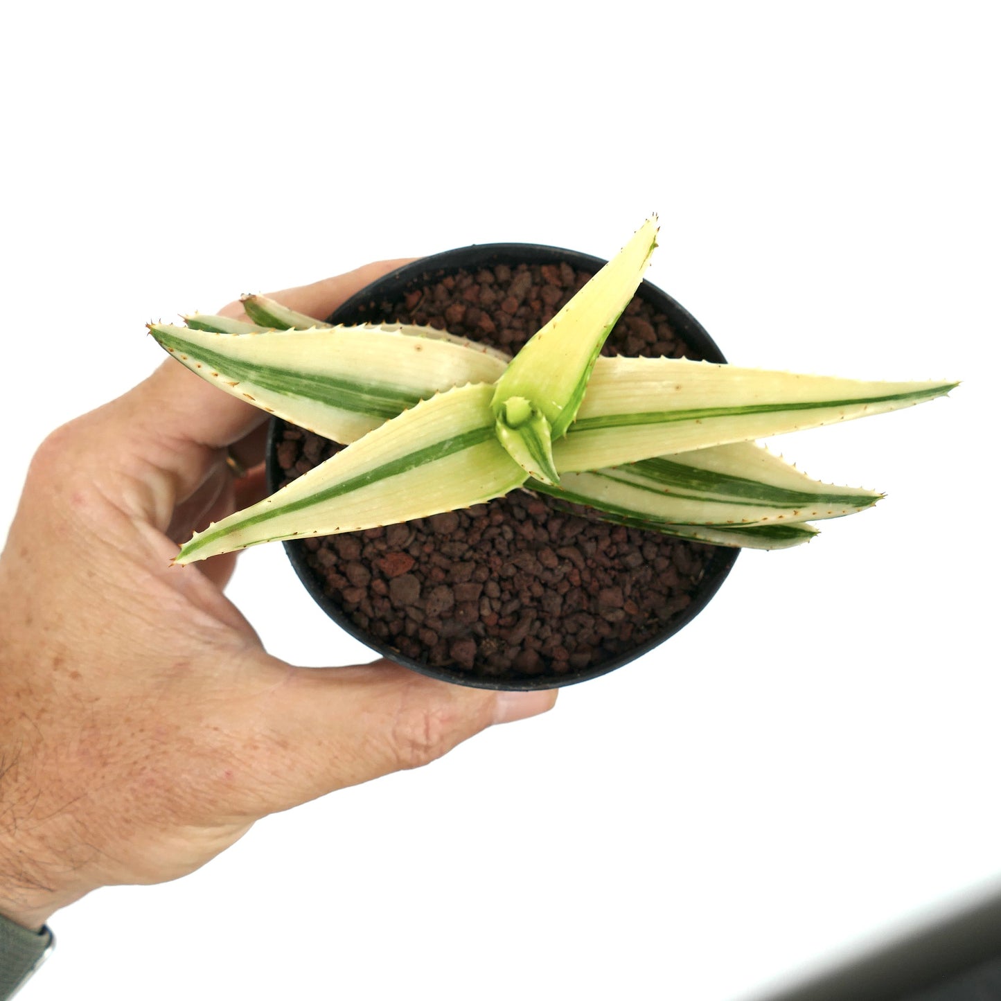 Aloe saponaria REVERSE VARIEGATED KY2