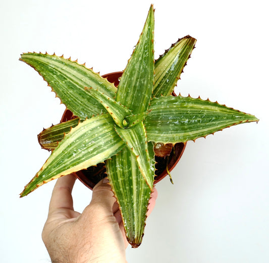 Aloe saponaria succulent with thick variegated green leaves and reddish spines in pot