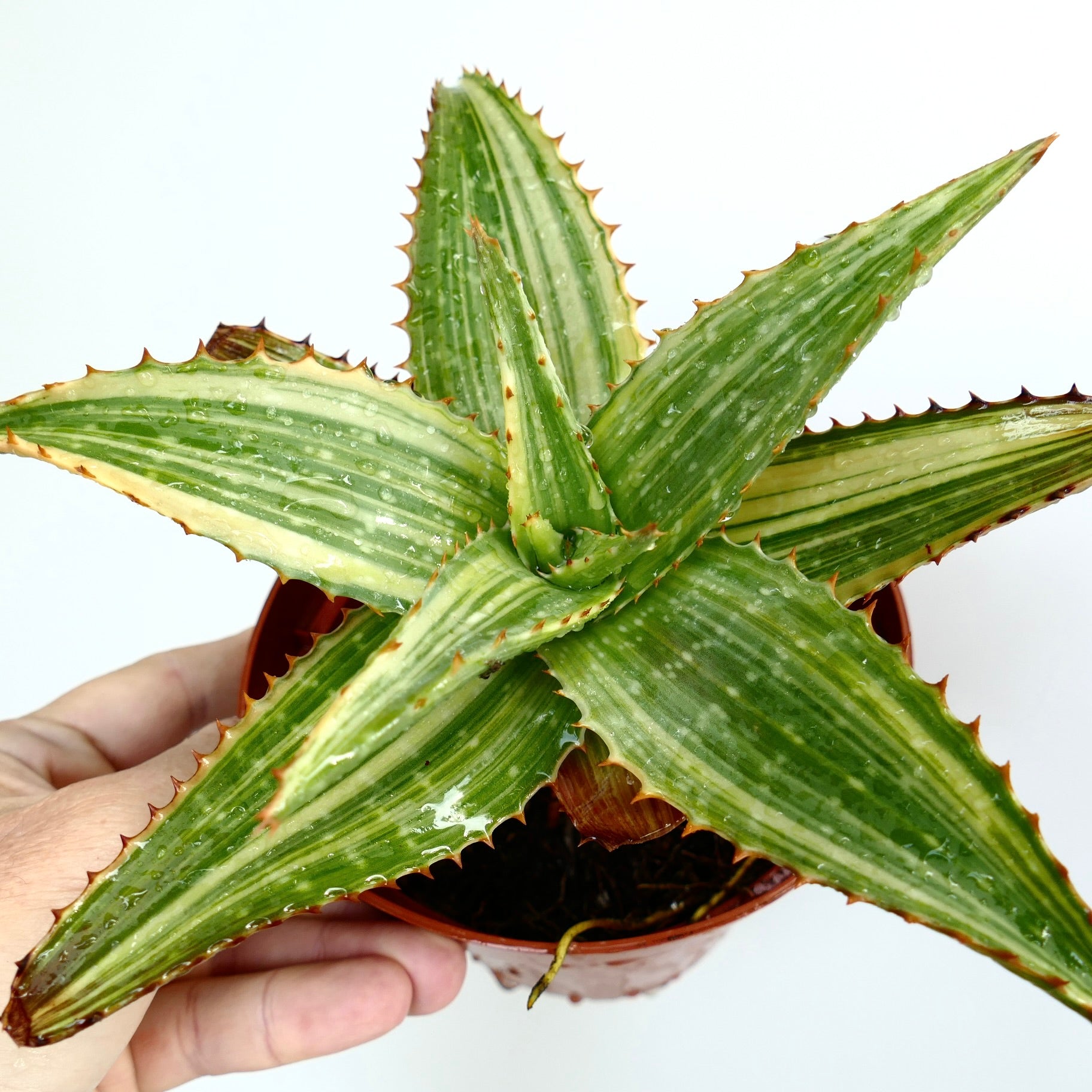 Aloe saponaria striata sukkulent med grønne stripete blader og rødbrune pigger i potte