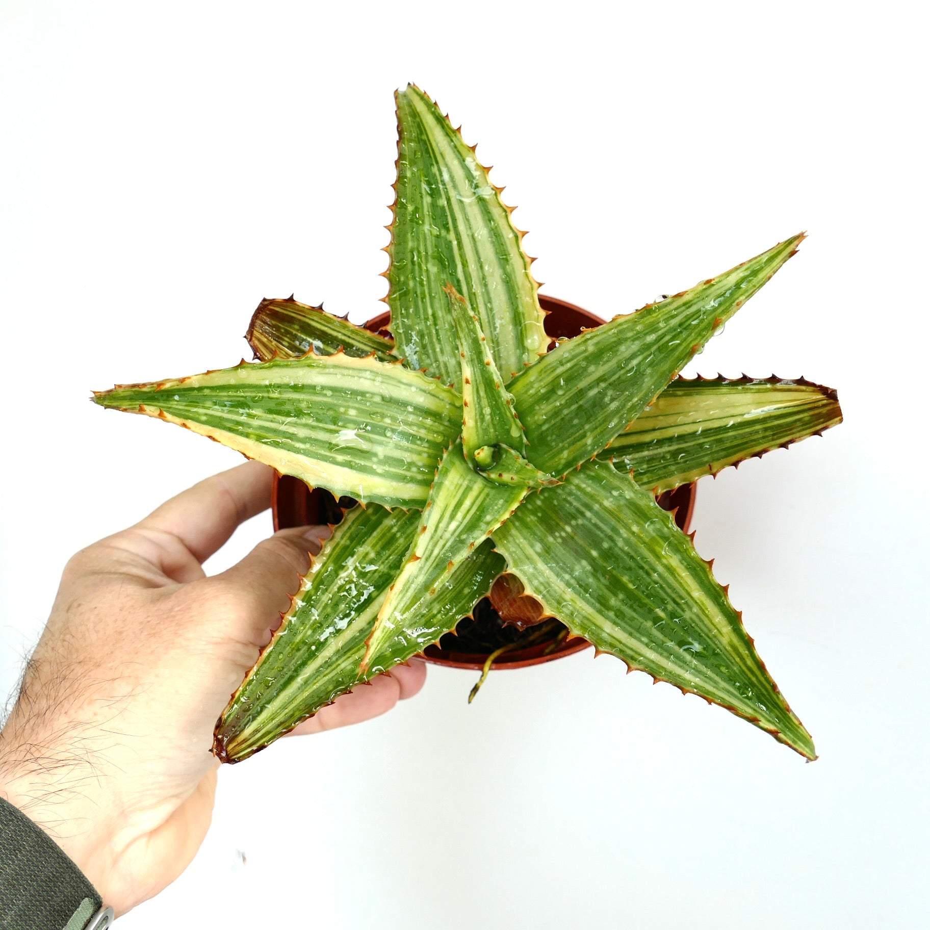 Aloe saponaria sukkulent med tykke grønne stripete blader og rødaktige torner i potte