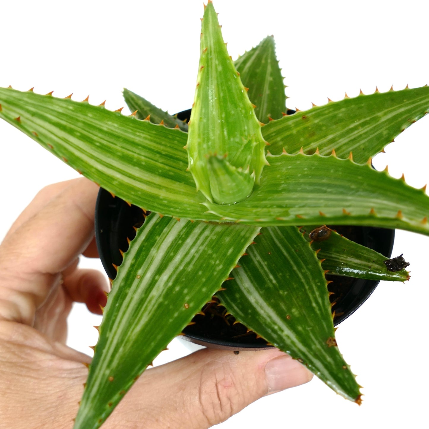 Aloe saponaria VARIEGATED WM