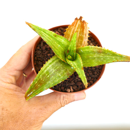 Aloe saponaria VARIEGATED CB8